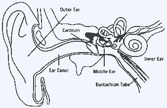 outer ear